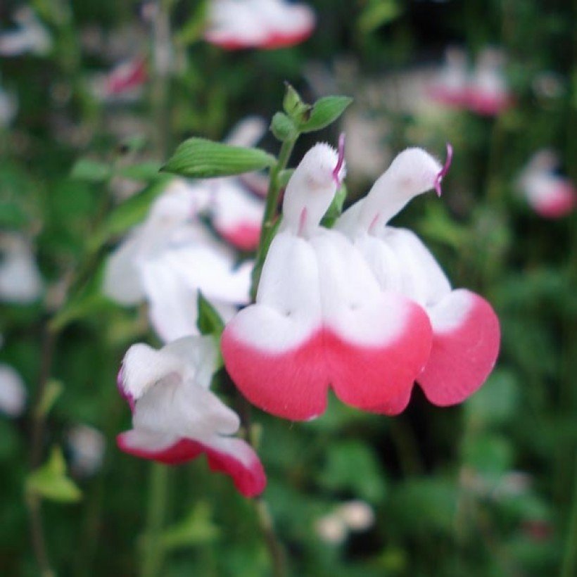 Salvia microphylla hot lips